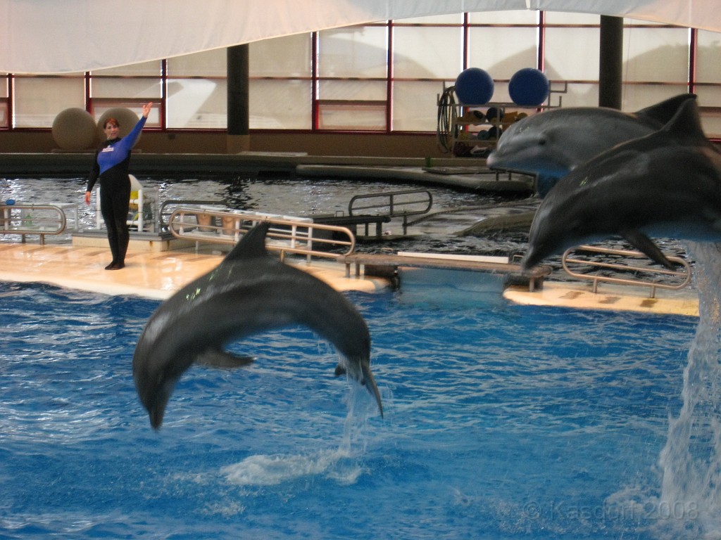 Baltimore MD 2009 1320.jpg - A 4th of July trip to Washington DC in 2009 included a stop in Baltimore MD to see the National Aquarium.